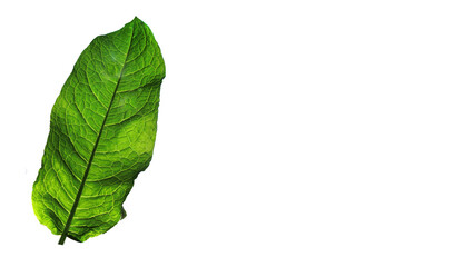 Obraz premium Green leaf on a background with copy space.