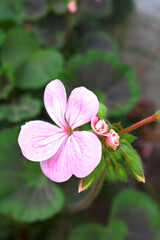 beautiful pink and white flowers from geraniums in the yard