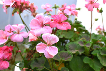 beautiful pink and white flowers from geraniums in the yard