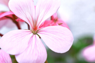 beautiful pink and white flowers from geraniums in the yard