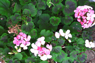 beautiful pink and white flowers from geraniums in the yard
