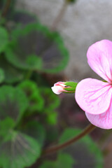 beautiful pink and white flowers from geraniums in the yard