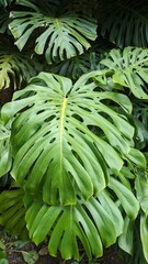 Fototapeta premium Lush Tropical Rainforest with Sunlight Filtering Through Vibrant Green 