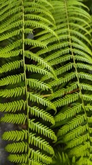 Soft green feathery fern leaves, close-up and isolated on a solid color background, giving a delicate and natural feel to the image.