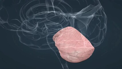 Cerebellum of Brain