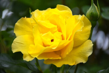 Majestic view of beautiful lush green valley with trees and colorful grass against picturesque high mountains in asturias in
