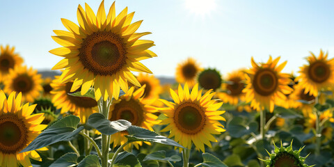 Obraz premium The Dancing Sunflowers: A field of bright yellow sunflowers bob and sway gently in the warm summer breeze, their heads nodding towards the brilliant sun high in the sky