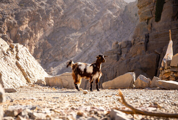 Black and white hairy female goat (doe, nanny) standing on the rocks in Jebel Jais mountain range...