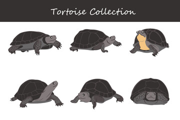 tortoise collection. tortoise in different poses. Vector illustration.