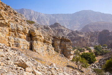Fototapeta premium Hidden Oasis in Jabel Jais mountain range, landscape view with green lush palm trees and acacia trees, rocky mountains in the background.