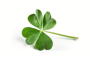 Clover isolated on white background, St. Patrick's Day symbol