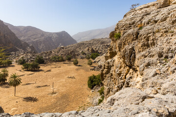 Hidden Oasis in Jabel Jais mountain range, landscape with green lush palm trees and broken palm tree trunks, rocky mountains in the background.