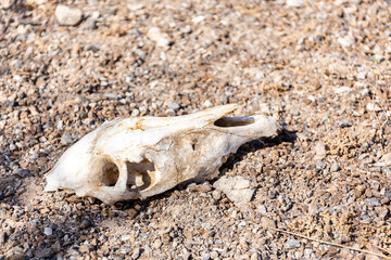 Goat skull on the desert, stone ground in Hajar Mountains on Arabian Peninsula, United Arab Emirates.
