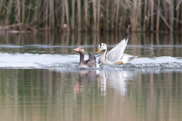 Graugans und Streifengans