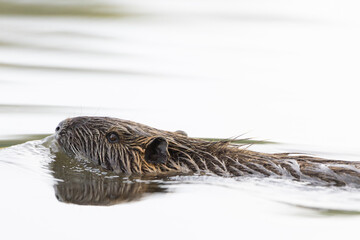Nutria im Wasser