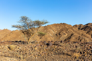 Dry, barren landscape of Hajar Mountains in United Arab Emirates with acacia tree and rocky limestone mountains.
