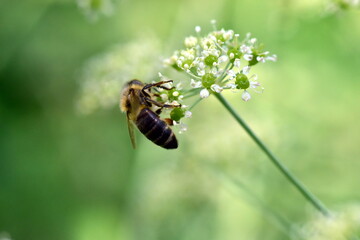 Biene auf blühendem Laserkraut