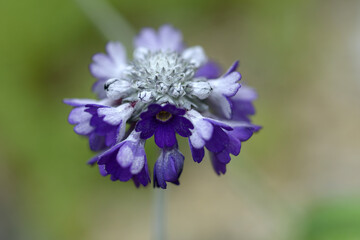 プリムラ・カピタータ