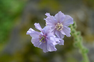 メコノプシス・プラッティー　青いケシ