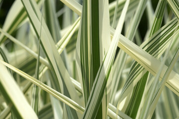 葉模様　シマダンチク