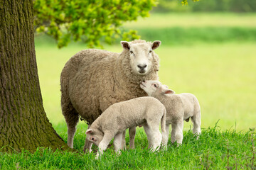 Sheep and lambs,  A mother sheep and her two twin lambs in Springtime.  A tender moment between mum...