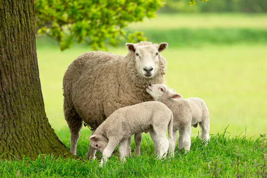 Sheep and lambs,  A mother sheep and her two twin lambs in Springtime.  A tender moment between mum and her babies in lush green field. East Yorkshire, England.  Landscape, horizontal. Space for copy.