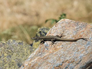 Lizard Sunbathing on a Rock in Natural Habitat