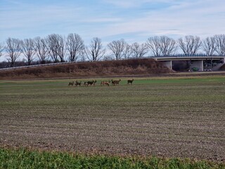 Rehe auf einem Feld im Frühjahr