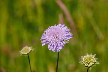 The flower of a purple field widow flower among grasses in a wildflower meadow