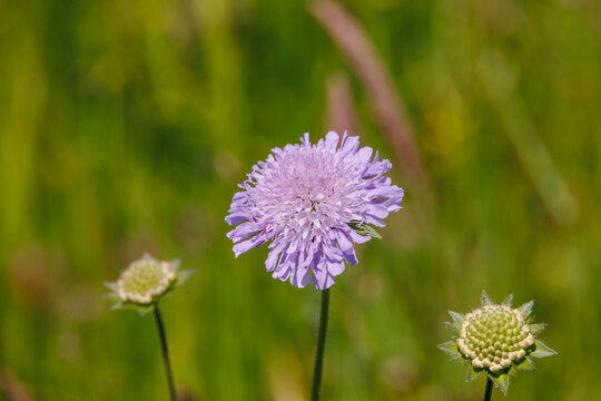 The flower of a purple field widow flower among grasses in a wildflower meadow