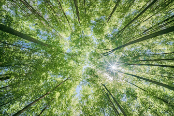 Springtime forest with setting sun shining through leaves and branches. Nature, forestry, habitat,...
