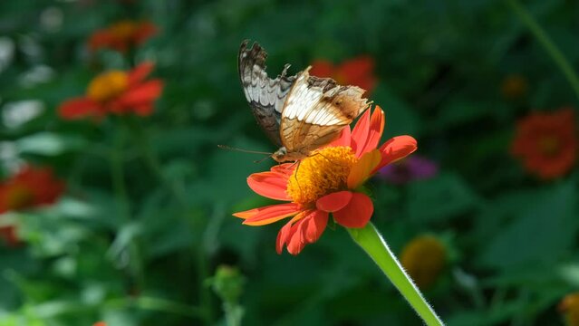 Beautiful Malay Cruiser (Vindula erota) butterfly perches on a bright orange flower among lush green leaves in sunny tropical park