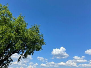 Green leafy tree branches and blue sky clouds.