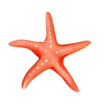 recommend clip art: Watercolor red starfish. Watercolor summertime ocean element.