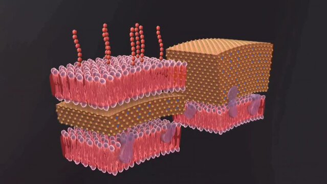  Structure of gram positive and gram negative bacteria