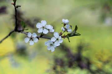 Pear tree flowers on a warm spring day