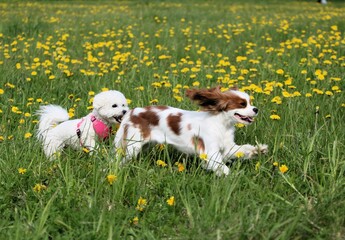 two small playful dogs are playing in the green meadow