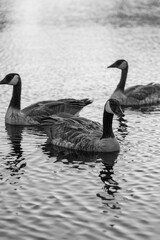 Black & White geese floating on water.