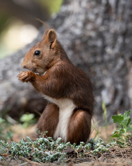 ardilla comiendo