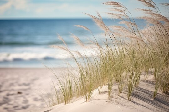 Gentle sea oats swaying on sandy dunes with a blurred ocean horizon in the background