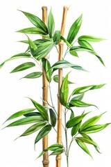 Obraz premium bamboo isolated on white background