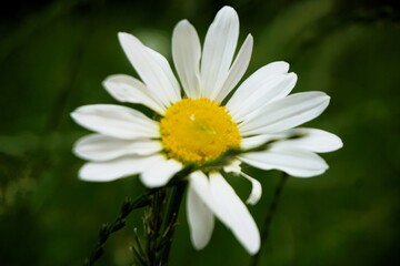 Obraz premium Margaritenblume mit weißen Blütenblättern auf Wiese im Garten bei Sonne am Abend im Frühling