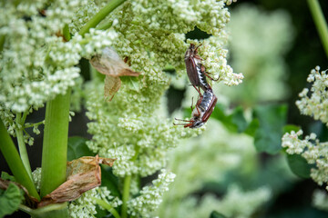 May beetle mating in rhubarb  blossoms,  nature in spring