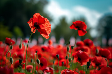 Obraz premium Field of Red Poppies in Bloom