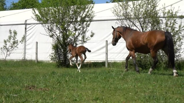 Koń w stadlinie koni