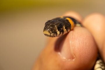 A detailed close-up of a snake's head, focusing on its forked tongue and scales. The snake is being...