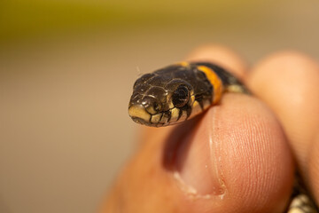 A detailed close-up of a snake's head, focusing on its forked tongue and scales. The snake is being gently held, with a blurred background providing copy space.