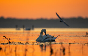 Łabędź na tle czerwonego nieba © MarcinRoj.Fotografia