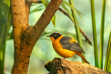 Snowy-crowned Robin-chat (Cossypha niveicapilla) - Commonly Found in Sub-Saharan Africa