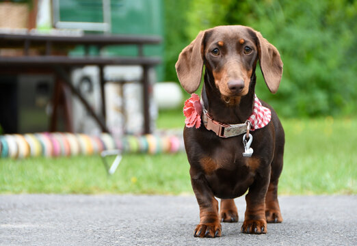 A cute young brown miniature Dachshund with collar and red neck tie - Powered by Adobe
